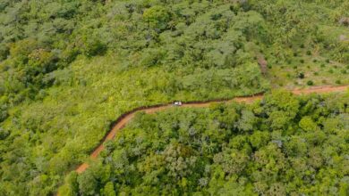 Jornal Folha de Goiás - Ambientalistas denunciam desmatamento às margens de rodovia amazônica