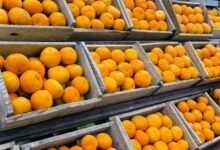 Mapa estabelece novos preços mínimos para laranja e café medida visa apoiar produtores na safra 20242025