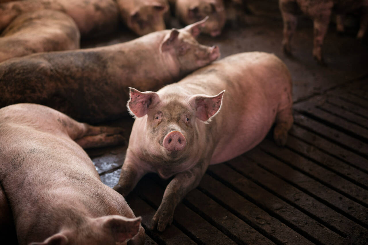 Abertura do mercado sul-coreano impulsiona exportação de subprodutos suínos brasileiros para alimentação animal